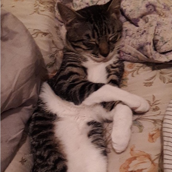 ‼️Allergy alert‼️ - Picture 3 of 4